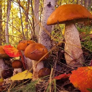 Какие грибы можно собирать в Подмосковье в октябре