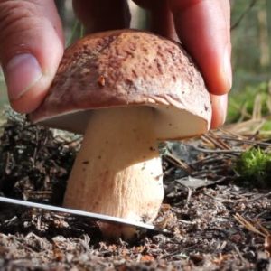 Срезать или срывать: есть ли вред грибнице?