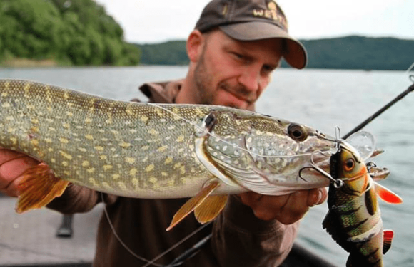 Охотник становится добычей