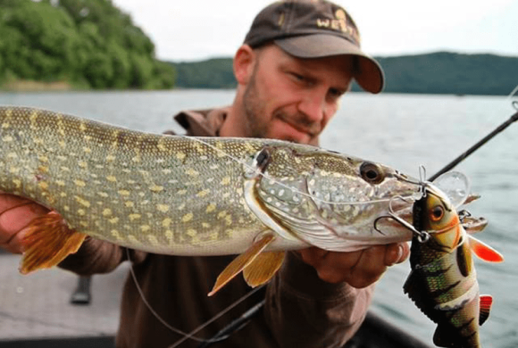 Охотник становится добычей