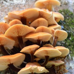 Тихая охота в ноябре: какие грибы ещё ждут в подмосковных лесах