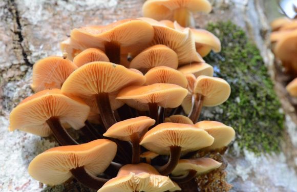 Тихая охота в ноябре: какие грибы ещё ждут в подмосковных лесах