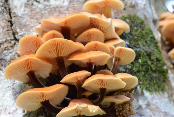 Тихая охота в ноябре: какие грибы ещё ждут в подмосковных лесах