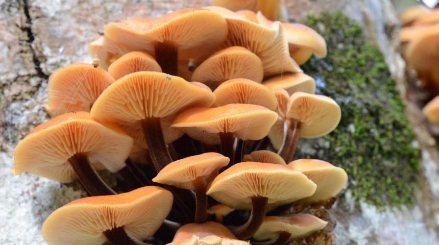 Тихая охота в ноябре: какие грибы ещё ждут в подмосковных лесах