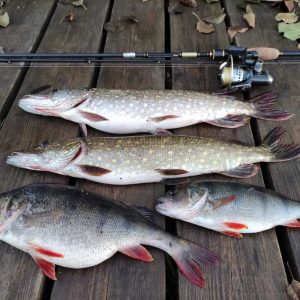 Последний шанс: какую рыбу ловить в Подмосковье перед ледоставом