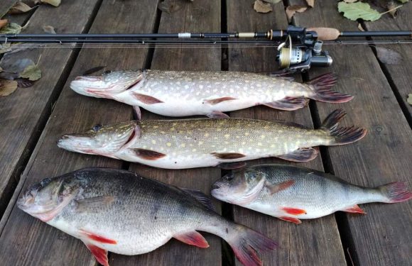 Последний шанс: какую рыбу ловить в Подмосковье перед ледоставом