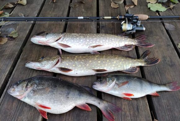 Последний шанс: какую рыбу ловить в Подмосковье перед ледоставом