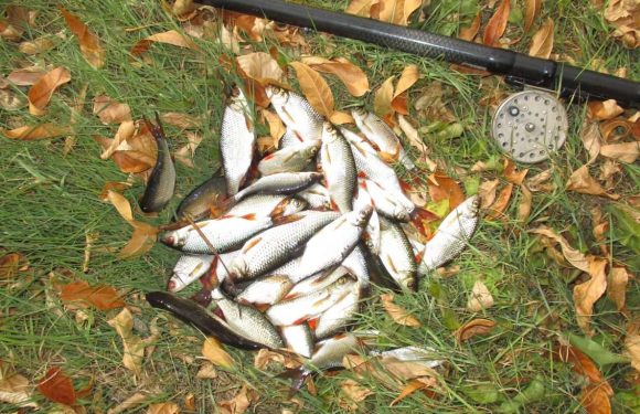 На поплавок в декабре