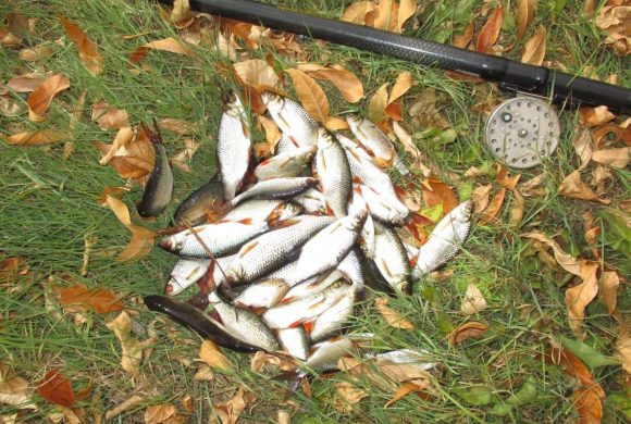 На поплавок в декабре