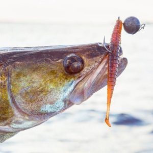 Рыбацкая фортуна: на что ловить в декабре по открытой воде