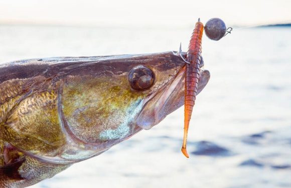 Рыбацкая фортуна: на что ловить в декабре по открытой воде