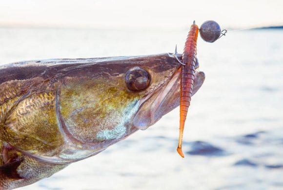 Рыбацкая фортуна: на что ловить в декабре по открытой воде