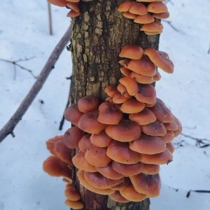 По грибы в декабре?