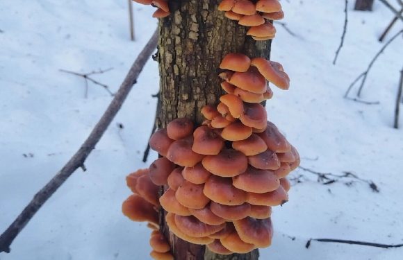 По грибы в декабре?