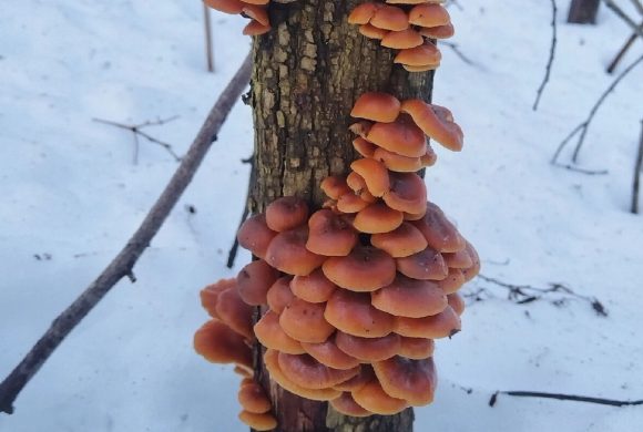 По грибы в декабре?